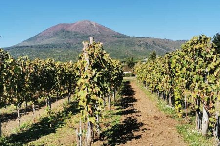 Private tour Ercolano Ruines and Wine tour tasting (from 4 adults)