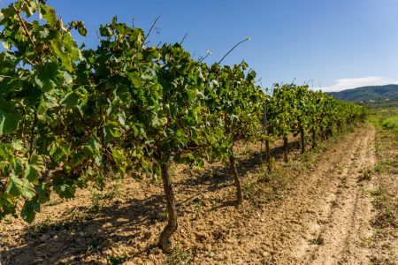 Book Visit our vineyards and cellar