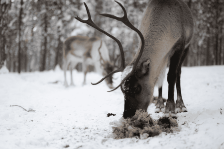 Reindeer Fence Visit