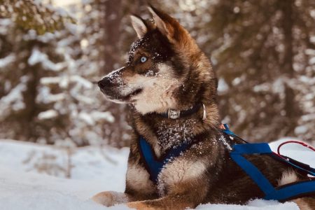 Husky Safari Winter Tour & Barbeque – 6-10 km Self-Driving Mushing – Small Group