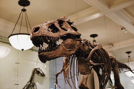 The American Museum of Natural History Guided Tour