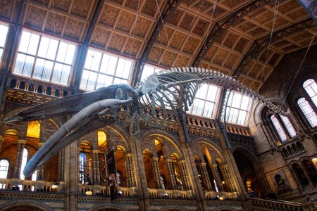 Best of The Natural History Museum of London Guided Tour