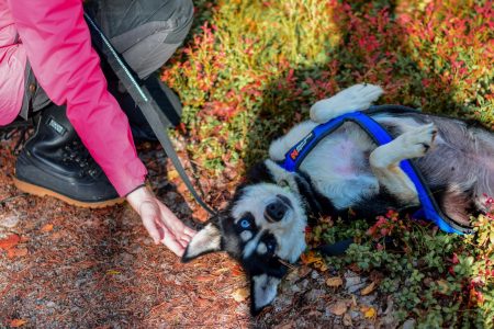 Husky Safari Autumn Tour & Barbeque – 6-10 km Self-Driving Mushing – Small Group