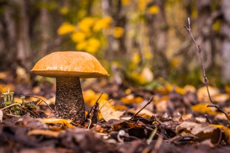 WILD BERRIES AND MUSHROOMS PICKING TOUR