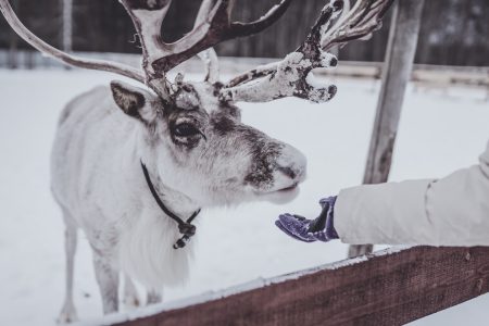 Reindeer Farm Visit & Short Sled Ride (Reindeer Driving License)