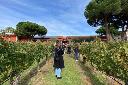 Explore Ribera del Duero and Visit 3 Wineries with Madrid Pickup