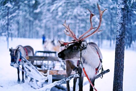 Reindeer Safari Tour & 2.5 km Sled Ride (Reindeer Driving License)