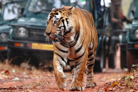 8-Days Golden triangle with Ranthambore & Pushkar from Delhi