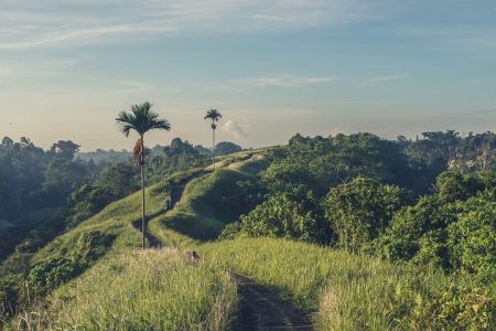 Campuhan Ridge Walk Trekking – Rice Terraces – Volcano and Water Temple