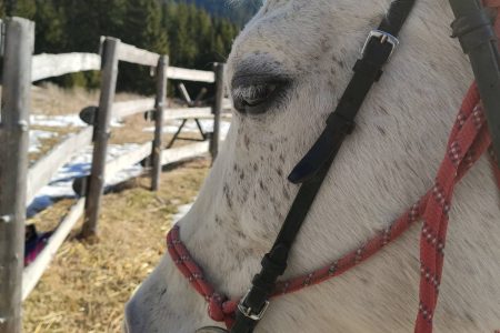 Horse Riding in the Valley of Roses in Thracian Spirit