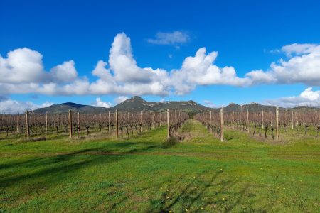 Alghero: aperitif in a vineyard