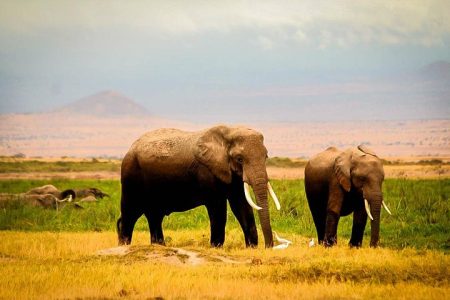 3-Day Amboseli safari from Nairobi