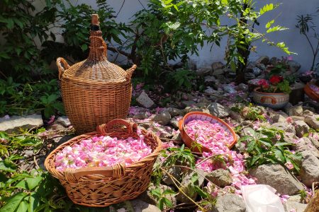 Visit to Lavender Fields & Lavender Oil Extraction Demo