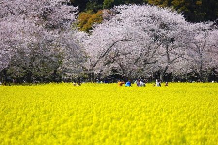 Day Trip for SAKURA at Aso & Kumamoto from Fukuoka with Minibus