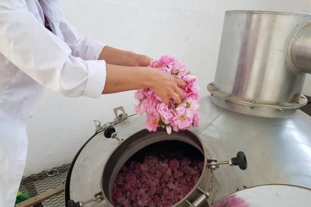 Private Rose Picking in Vrav along the Danube