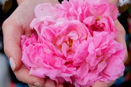 Picking Roses Workshop & Extracting Rose Oil in the Rose Valley