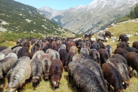 Seeing Unique Bulgarian Breeds of Pets and Privately Tasting Organic Products