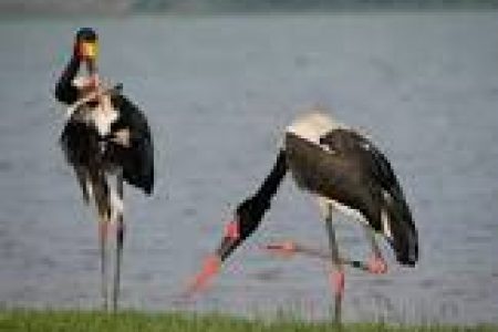 8 Day Birding Safari Uganda