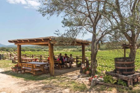 Dorgali: visit of a winery with tasting