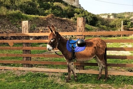 Sassari: hiking with donkeys in Cargeghe and aperitif