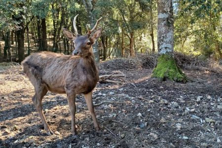 Cagliari: trekking in the Sette Fratelli Park