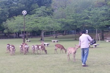 One-Day Walking Tour of Amazing 8th Century Capital Nara