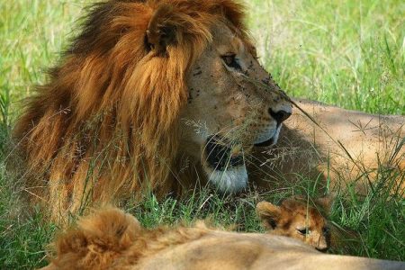 3-Day Masai Mara safari from Nairobi