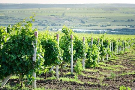 Moldova : WINE tasting Tour to Winery Château Purcari