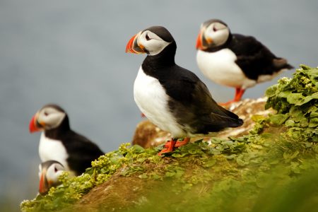 Private Whale and puffin tour from Akureyri