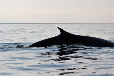 From Cala Gonone: naturalistic excursion on a RIB