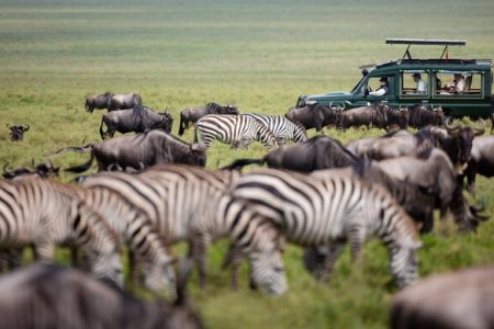 Tanzania Migration Safari