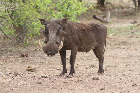 4 Days safari staying at Ivory Safari Lodge in Hwange national park