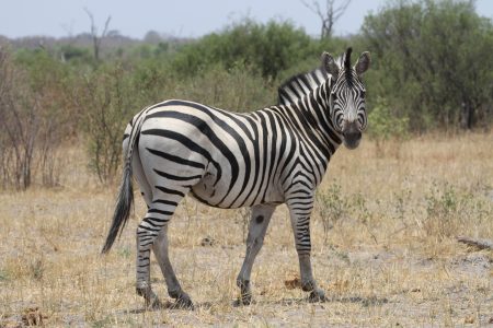 Half Day Game Drive Zambezi