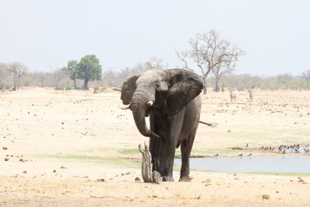 6 Day Romantic Botswana Safari