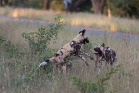 Hwange Full Day Game Drive