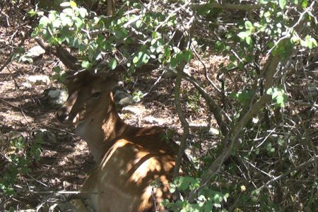 The Wild Calls – Unique Jeep Safari