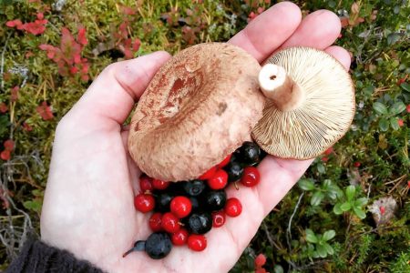 Beginners wilderness skills & foraging 3h