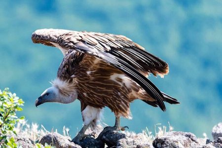 Griffon Vultures in the Blue Stones Nature Park Private Tour