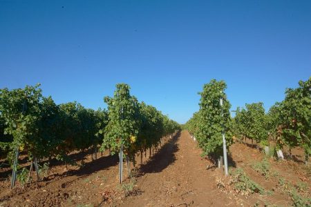 Wine Safari in Edoardo Miroglio Winery