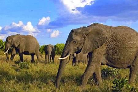 5 Days Tsavo West, Amboseli & Tsavo East Safari from Mombasa