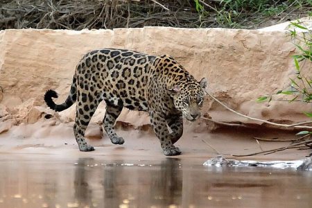 6-Days North Pantanal Experience – Following the footsteps of the Jaguar