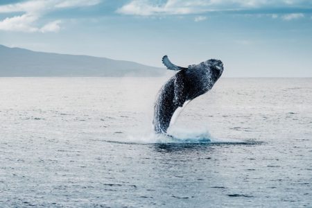 Arctic Whale Watching: Tromsø to Skjervøy in Comfort