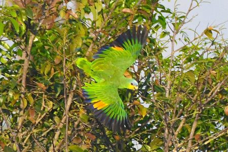 Amazon River Cruise Trip Explore 5D/4N