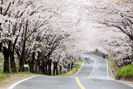 Spring 4 days Seoul&Mt Seorak Cherry blossom with Nami & Everland on 7 to 14 Apr