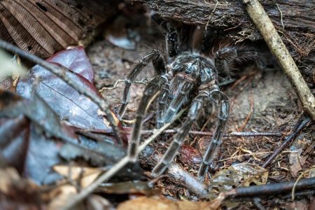 Amazon Survival Tour 5D/4N