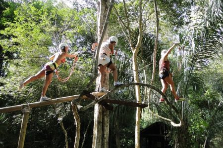Tree Climbing
