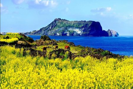 Full Day Jeju Island Private Tour for East course with Korean Black pork BBQ