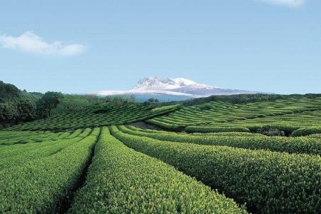 Full Day Essential Jeju Island Private tour for West Course