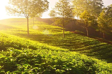 3-Days Eastern Paradise Ilam Tour from Kathmandu