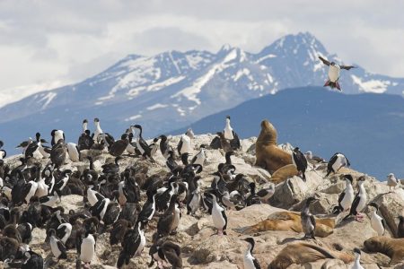 Tierra del Fuego Eco-Adventure: Beagle Channel Canoeing, Penguin Colony and Gable Island